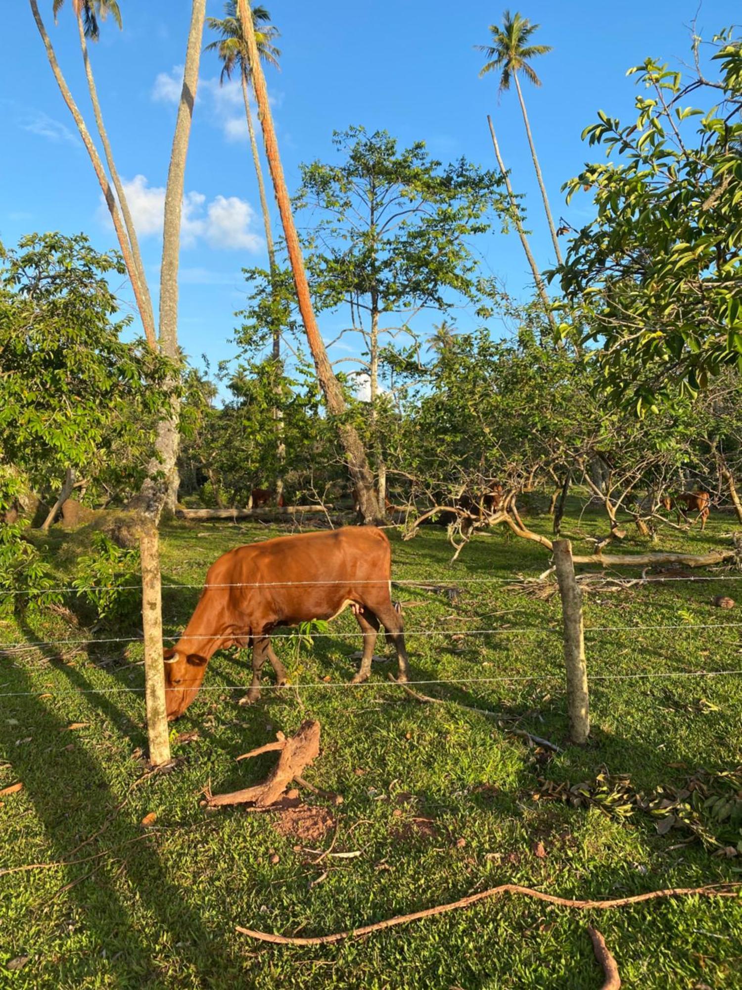 Huahine Serenity Cottage Maroe Zewnętrze zdjęcie
