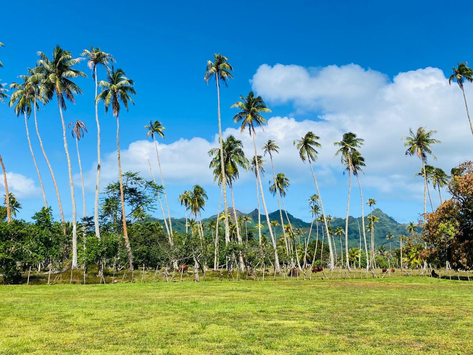 Huahine Serenity Cottage Maroe Zewnętrze zdjęcie
